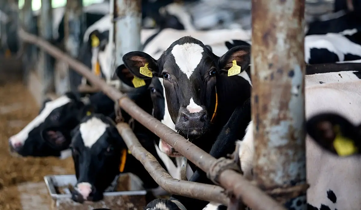 روش ها و راهکارهای افزایش حجم تولید شیر گاو شیری - فروشگاه آدان فارم
