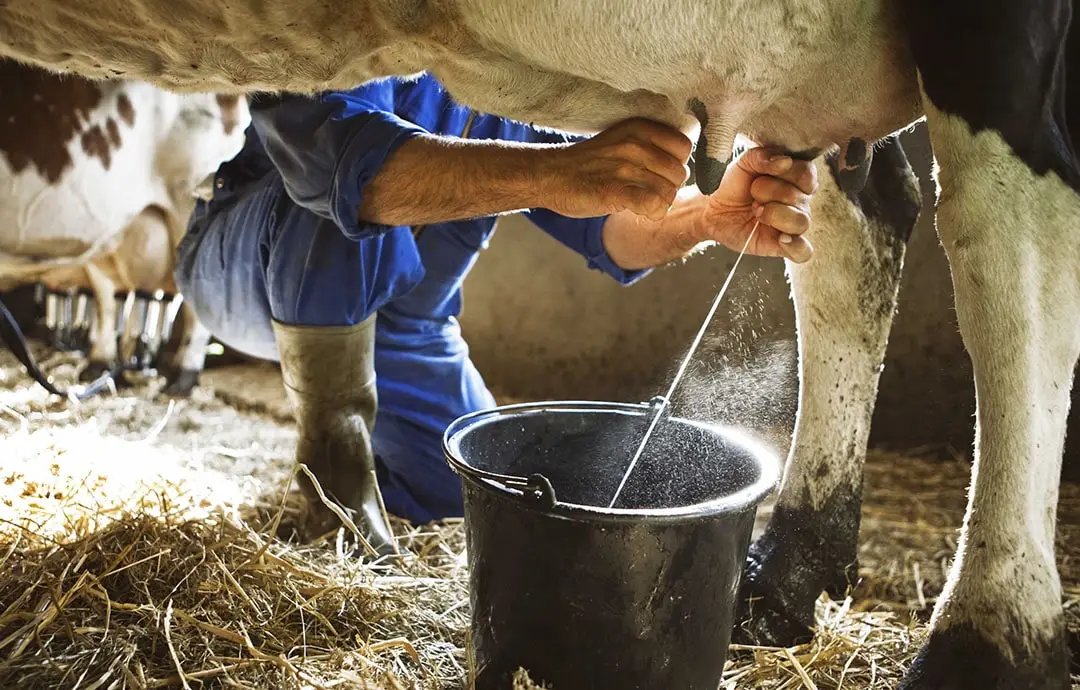 اصول نگهداری شیر گاو